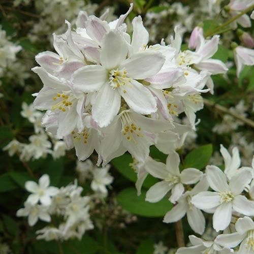 Deutzia x rosea