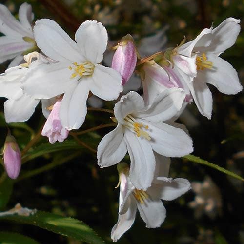 Deutzia x rosea