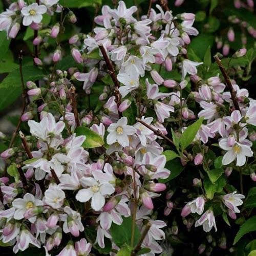 Deutzia x rosea