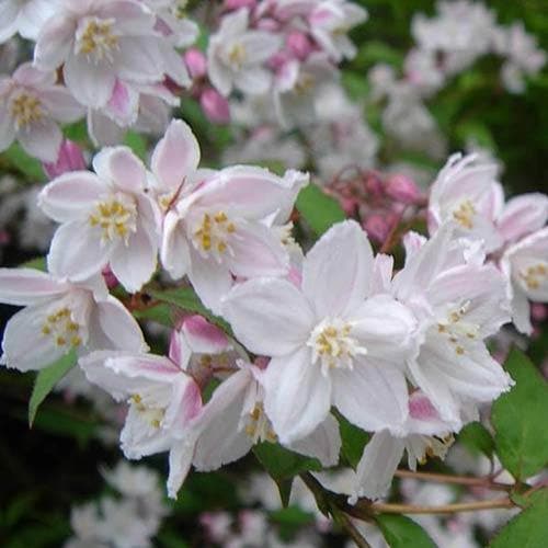 Deutzia x rosea