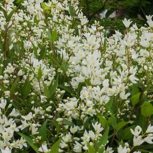 Deutzia gracilis Nikko - Future Forests