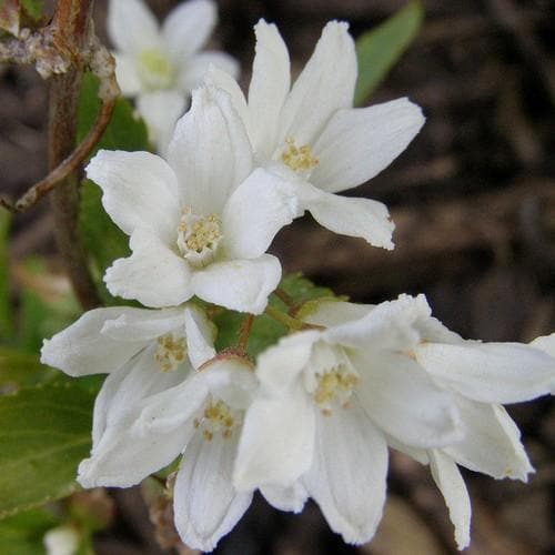 Deutzia gracilis Nikko - Future Forests