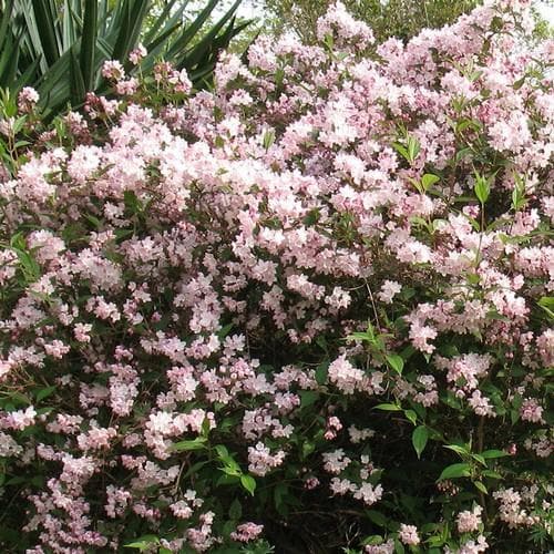 Deutzia x rosea - Future Forests