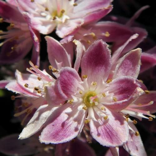 Deutzia x hybrida Strawberry Field - Future Forests