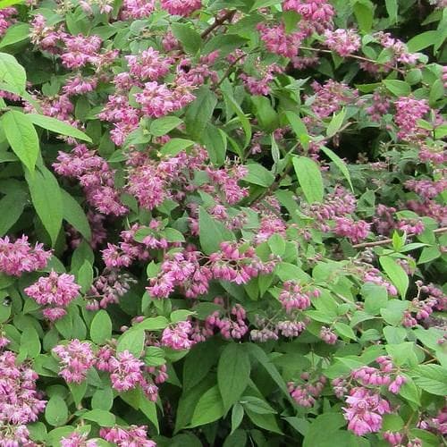 Deutzia x hybrida Strawberry Field - Future Forests