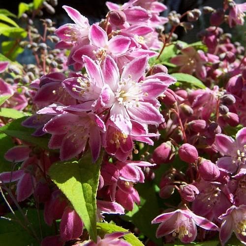 Deutzia x hybrida Strawberry Field - Future Forests