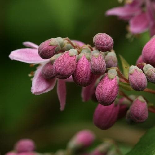 Deutzia x hybrida Strawberry Field - Future Forests