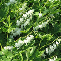 Dicentra spectabilis Alba (Lamprocapnos)