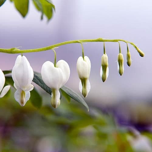 Dicentra spectabilis Alba (Lamprocapnos)