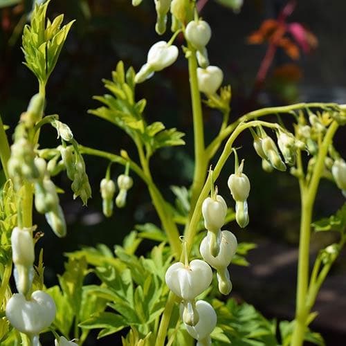 Dicentra spectabilis Alba (Lamprocapnos)