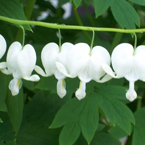 Dicentra spectabilis Alba (Lamprocapnos)