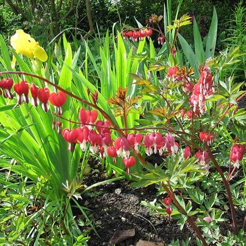 Dicentra spectabilis Valentine (Lamprocapnos)