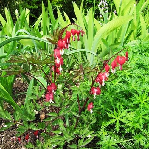 Dicentra spectabilis Valentine (Lamprocapnos)