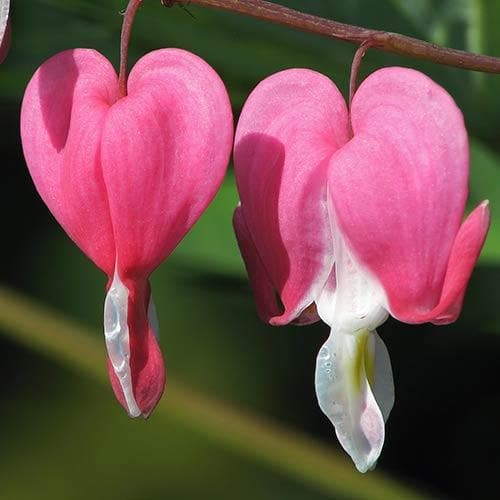 Dicentra spectabilis Valentine (Lamprocapnos)