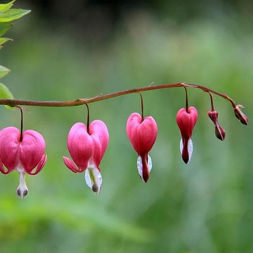 Dicentra spectabilis Valentine (Lamprocapnos)