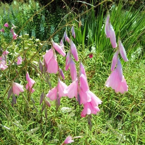 Dierama pulcherrimum - Future Forests