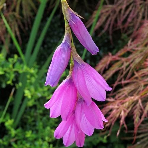 Dierama pulcherrimum - Future Forests