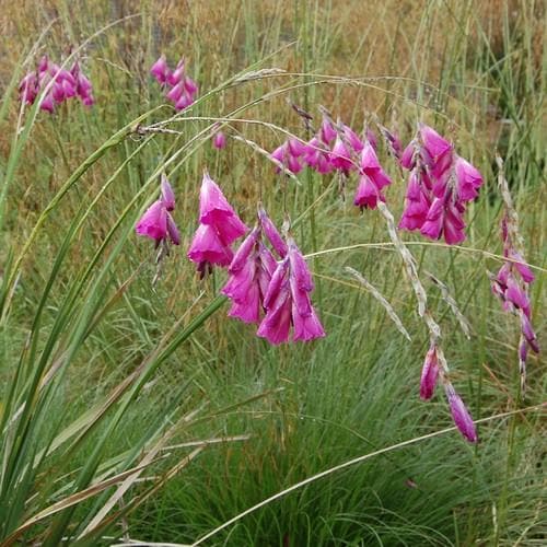 Dierama pulcherrimum - Future Forests