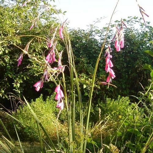 Dierama pulcherrimum - Future Forests