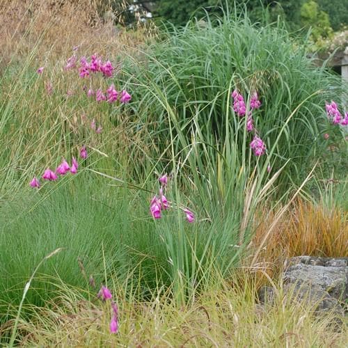 Dierama pulcherrimum - Future Forests