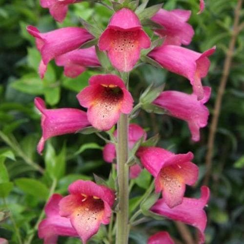 Digitalis x valinii Illumination Raspberry (Digiplexis)