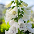 Digitalis purpurea f. albiflora