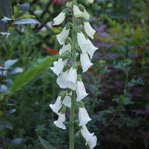 Digitalis purpurea f. albiflora