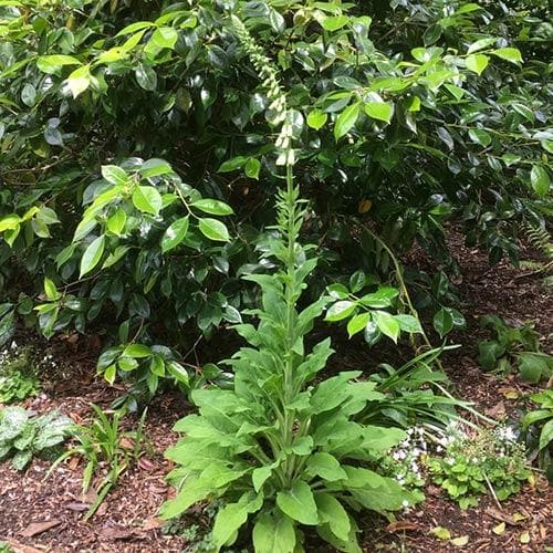 Digitalis purpurea f. albiflora