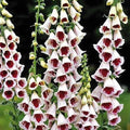 Digitalis purpurea Pam’s Choice