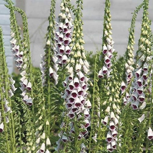 Digitalis purpurea Pam’s Choice