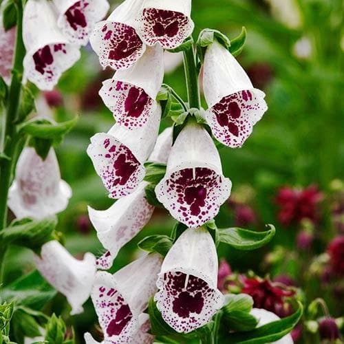 Digitalis purpurea Pam’s Choice