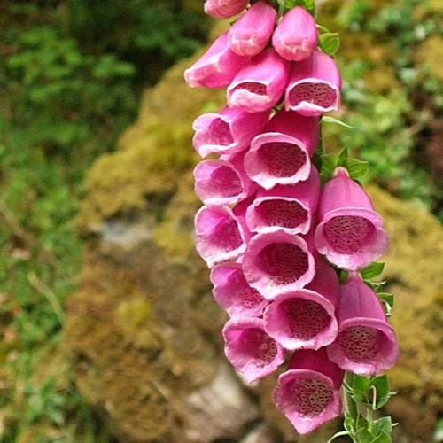 Digitalis purpurea - Future Forests