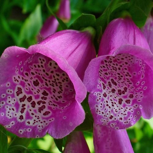 Digitalis purpurea - Future Forests