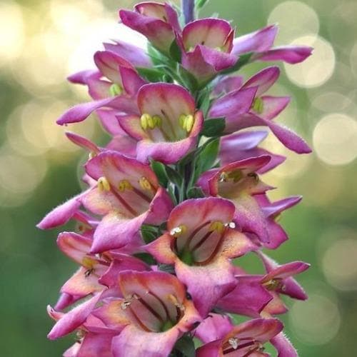 Digitalis x valinii Illumination Raspberry (Digiplexis)