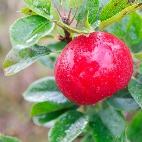 Apple Discovery - Future Forests