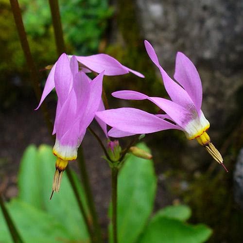 Dodecatheon meadia