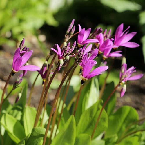 Dodecatheon meadia