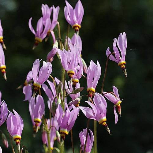 Dodecatheon meadia