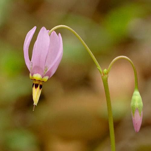 Dodecatheon meadia