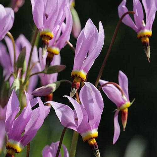 Dodecatheon meadia