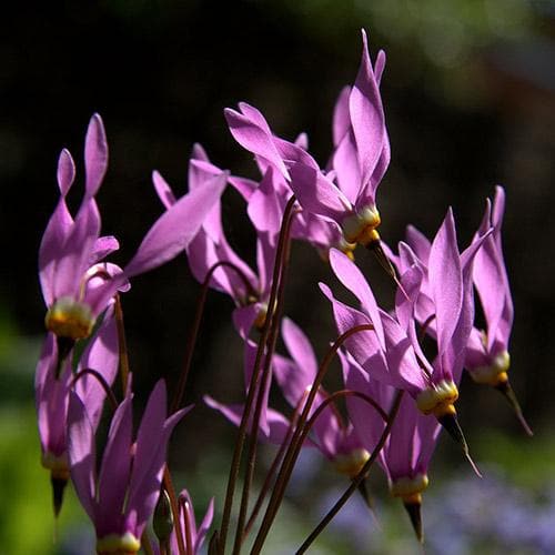 Dodecatheon meadia