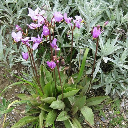 Dodecatheon meadia