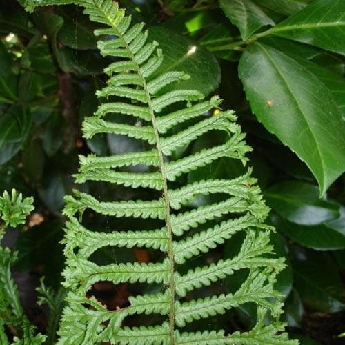 Dryopteris affinis Cristata The King