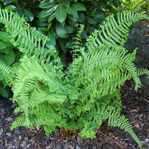 Dryopteris affinis Cristata The King