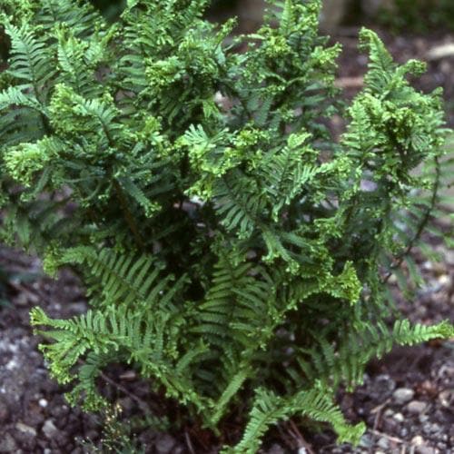 Dryopteris affinis Cristata The King