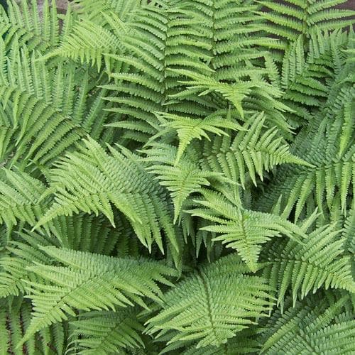 Dryopteris affinis