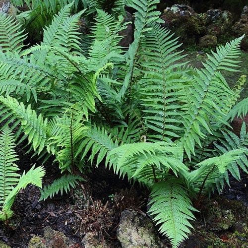 Dryopteris affinis