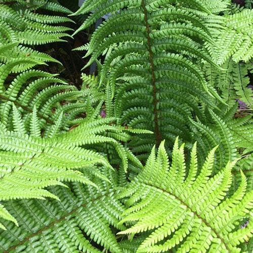 Dryopteris affinis Pinderi