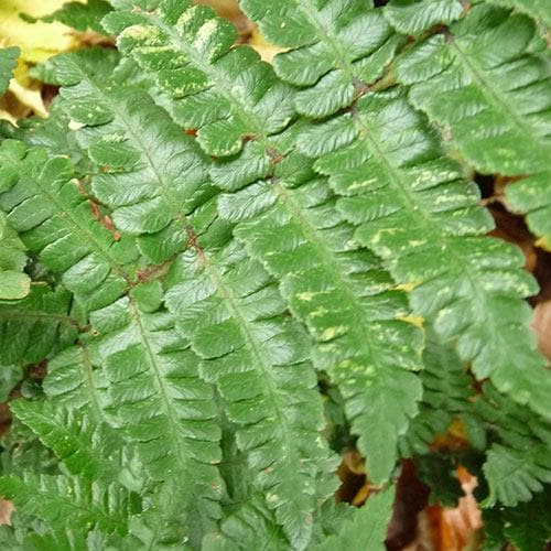 Dryopteris affinis Pinderi