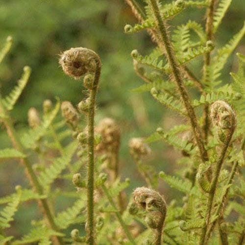 Dryopteris affinis Pinderi